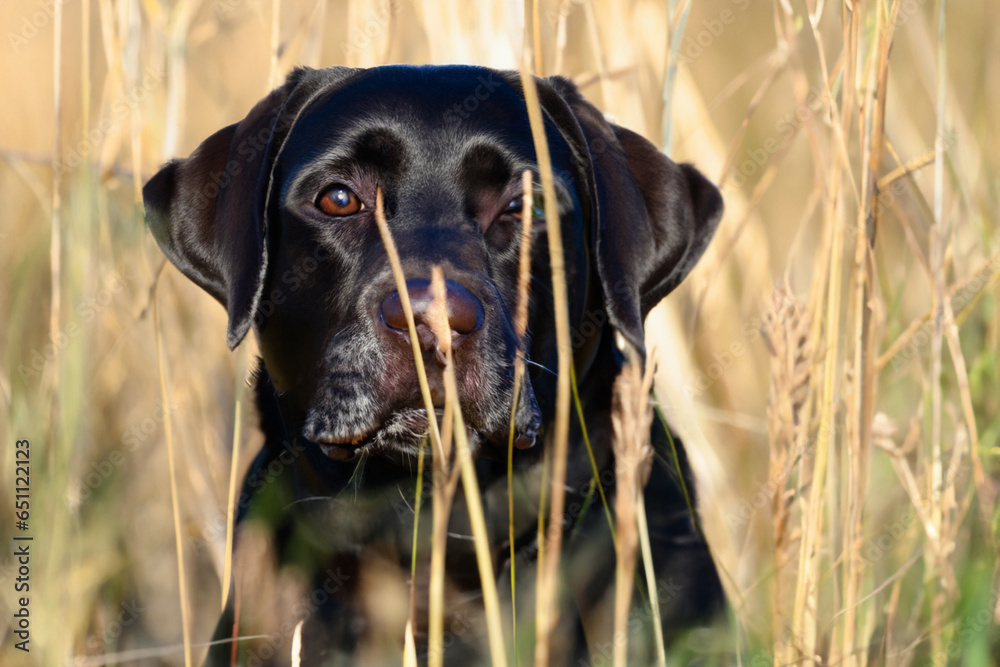 portrait of labrador dog in field of tall grass