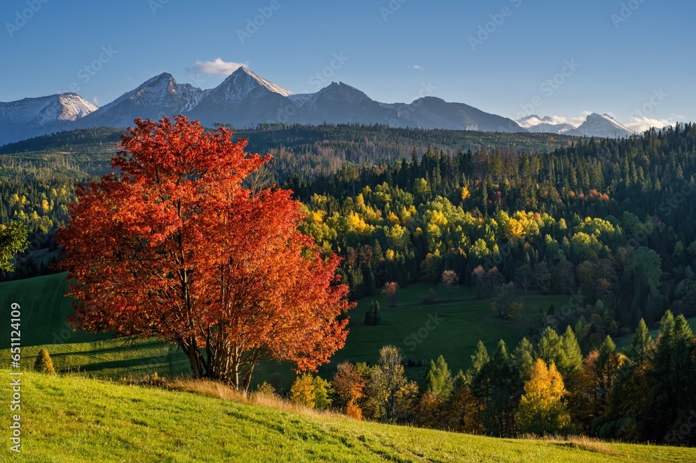 Obraz na płótnie Beautiful autumn rural landscape. Lonely red tree on the hills in the Slovak Tatra Mountains. Photo taken in Osturna, Slovakia.  w salonie