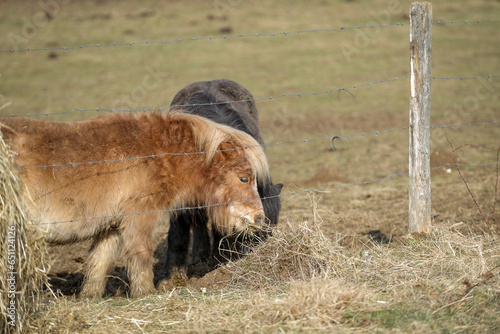 Wallpaper Mural Les poneys Torontodigital.ca