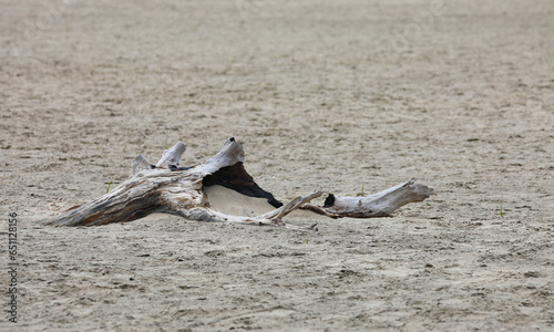 Wooden flotsam and jetsam on a seaside beach