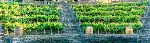 wine barrels among grape plantation on winery, rustic concept landscape