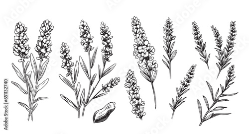 Lavender collection sketch hand drawn in comic style.Vector Garden flowers