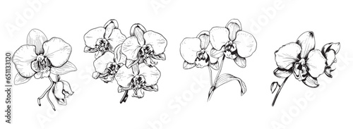 Orchid set sketch hand drawn in comic style.Vector Wild flowers