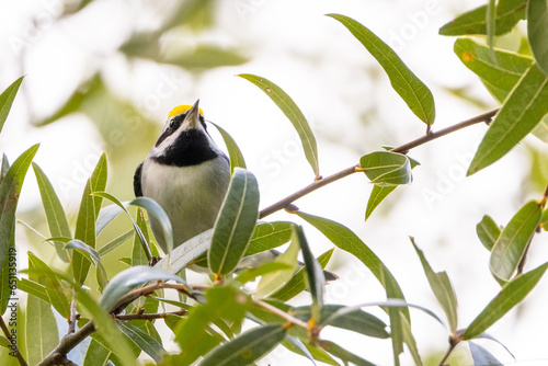 A golden-winged warbler (Vermivora chrysoptera), an uncommon visitor in Sarasota, Florida photo