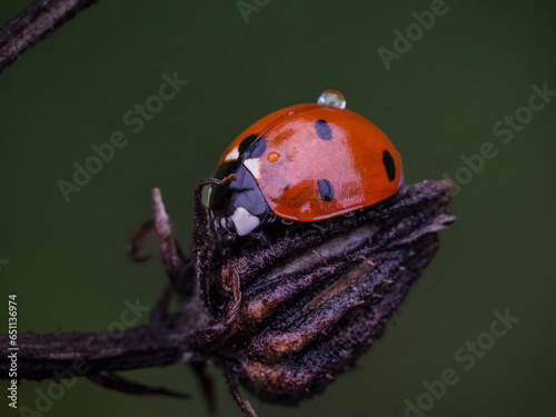 Marienkäfer Ladybug im Herbst auf abgestorbener Blüte