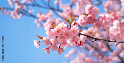 pink cherry blossom, Sakura blossoms in full bloom in ultra realistic hd wallpaper 