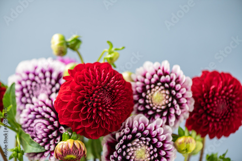 Beautiful bunch of dahlia flowers on light blue background  Autumn garden flowers