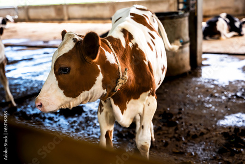 Brown cow raising in  dairy farm photo