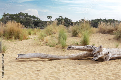 driftwood on the sand
