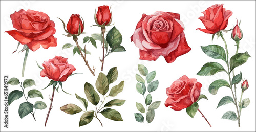 Fototapeta Naklejka Na Ścianę i Meble -  Watercolor red rose clipart for graphic resources. beautiful flower on an isolated white background. vector illustration. Design for wedding invitation, postcard. botanical painting