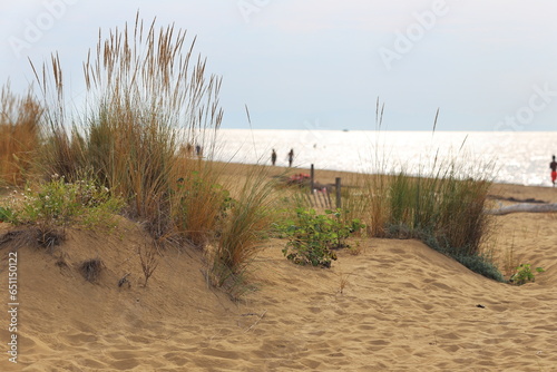 dune sand grass on the beach