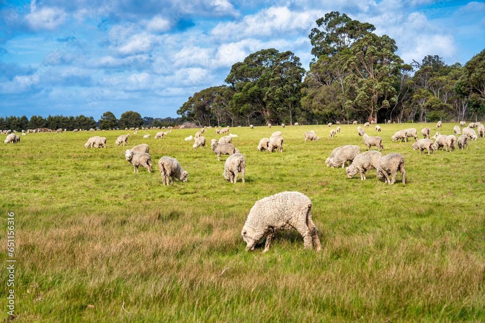 Naklejka premium Grazing sheeps in the pasture, Western Australia