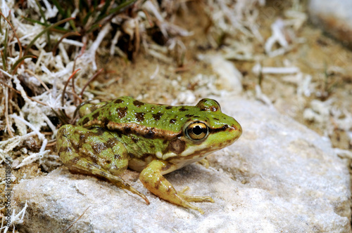 Cretan frog // Kreta-Wasserfrosch (Pelophylax cretensis) - Crete, Greece