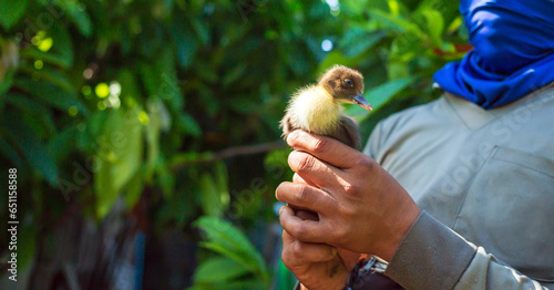 A new baby duckling in the hands of a farmer who raises ducks in the farm.