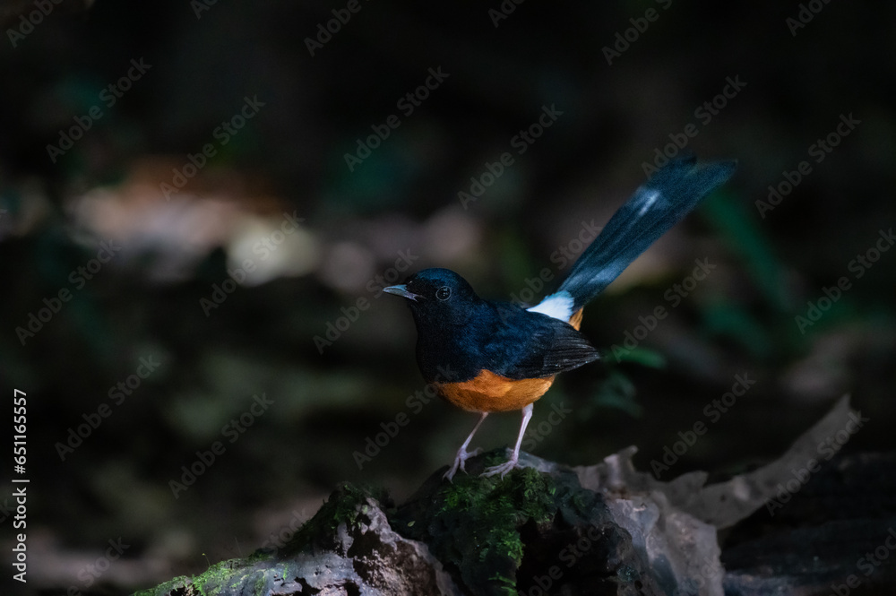  white-rumped shama hunting for insects, thailand