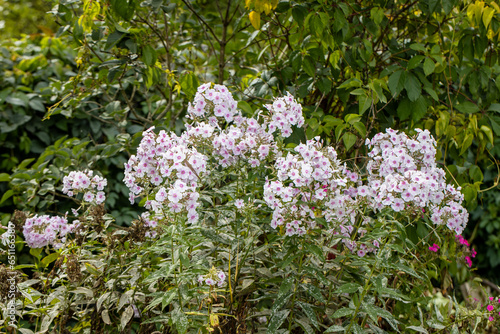 Garden phlox plants infected by Erysiphe cichoracearum fungus causing powdery mildew coating on the leaf's surface. photo