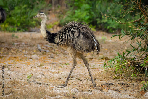 Quadro su tela Greater Rhea (Rhea americana)