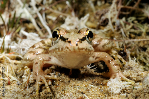 Kreta-Wasserfrosch // Cretan frog (Pelophylax cretensis) - Crete, Greece photo