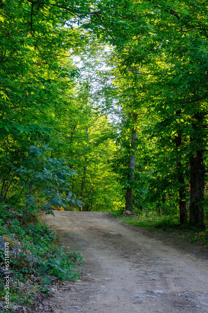 Naklejka premium Green chestnut forest in spring crossed by a dirt road