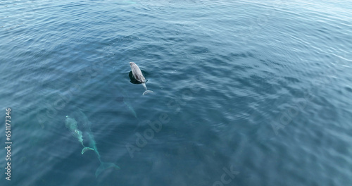 A family Pod of Bottlenose Dolphins and their young swimming in Cushendun Bay County Antrim Northern Ireland photo