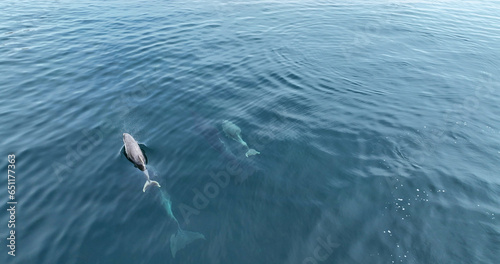 A family Pod of Bottlenose Dolphins and their young swimming in Cushendun Bay County Antrim Northern Ireland