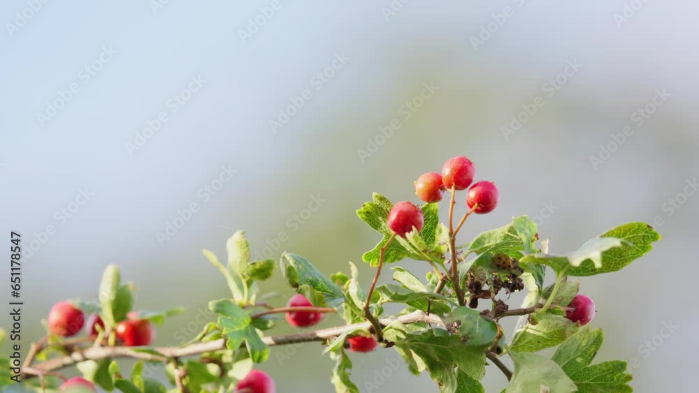 Morning sunlight graces video of ripe Hawthorn berries, a popular forage. Wildlife in woods and towns cherish their nutritive and medicinal qualities. Morning sunlight graces video of ripe Hawthorn berries, a popular forage. Wildlife in woods and towns cherish their nutritive and medicinal qualities.