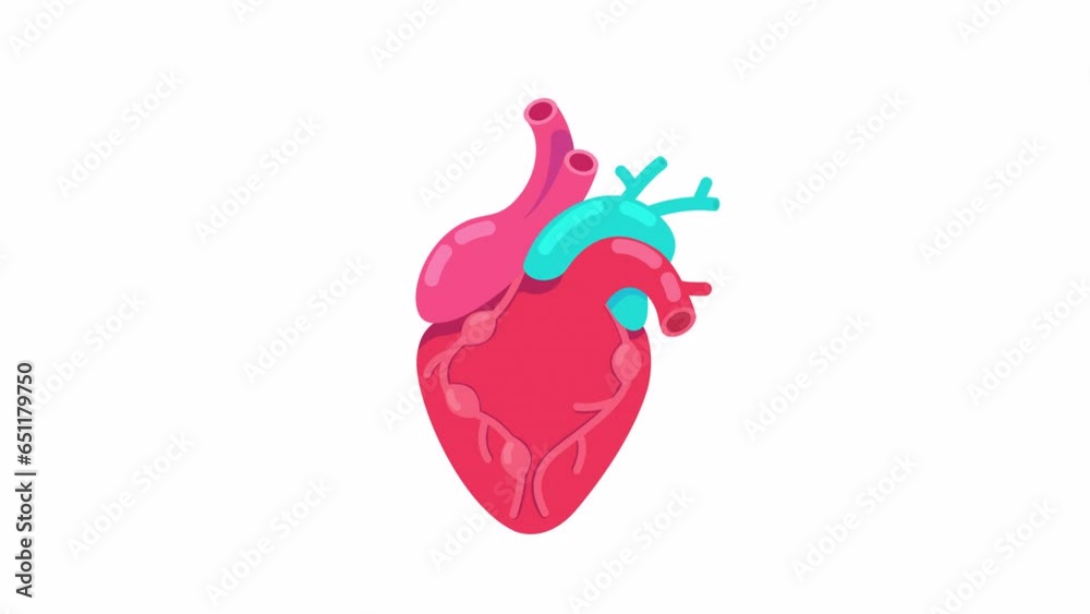 Heartbeat anatomical 2D object animation. Cardiology organ. Cardiac cycle flat cartoon 4K video, transparent alpha channel. Cardiovascular system. Beating heart animated element on white background