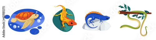 Chameleon camouflage. Exotic camouflaged reptiles, chameleons camouflage skin changing color, cartoon animal protection disguise. Vector set of lizard and chameleon illustration