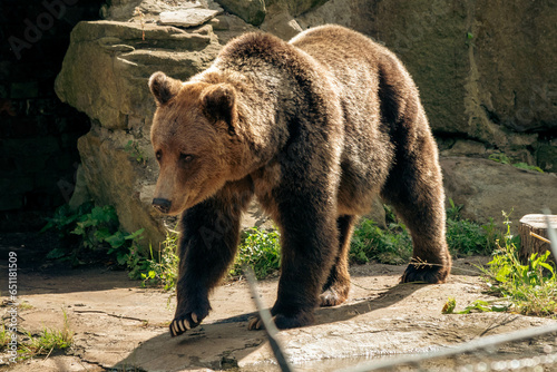 brown bear in the woods