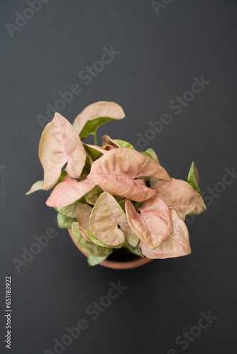 A plant in a brown ceramic pot of neon neon pink on a black background