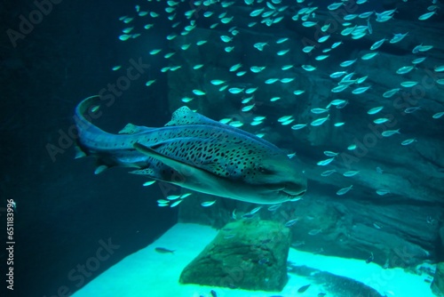 Paris aquarium, The zebra shark is a species of carpet shark and the sole member of the family Stegostomatidae. It is found throughout the tropical Indo-Pacific, frequenting coral reefs and sandy flat