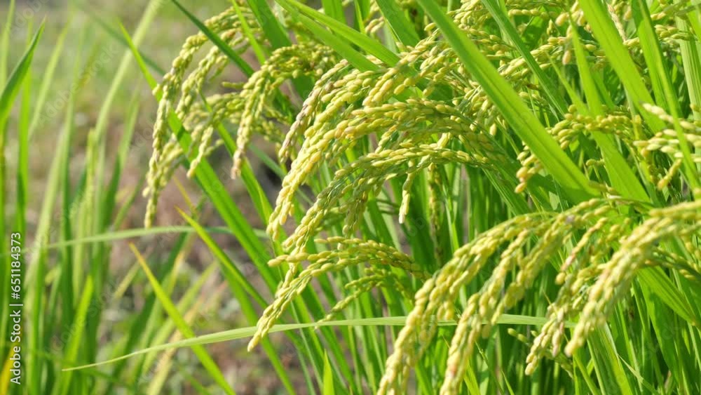 Bountiful ears of rice swaying in the wind, agriculture, rice fields Bountiful ears of rice swaying in the wind, agriculture, rice fields