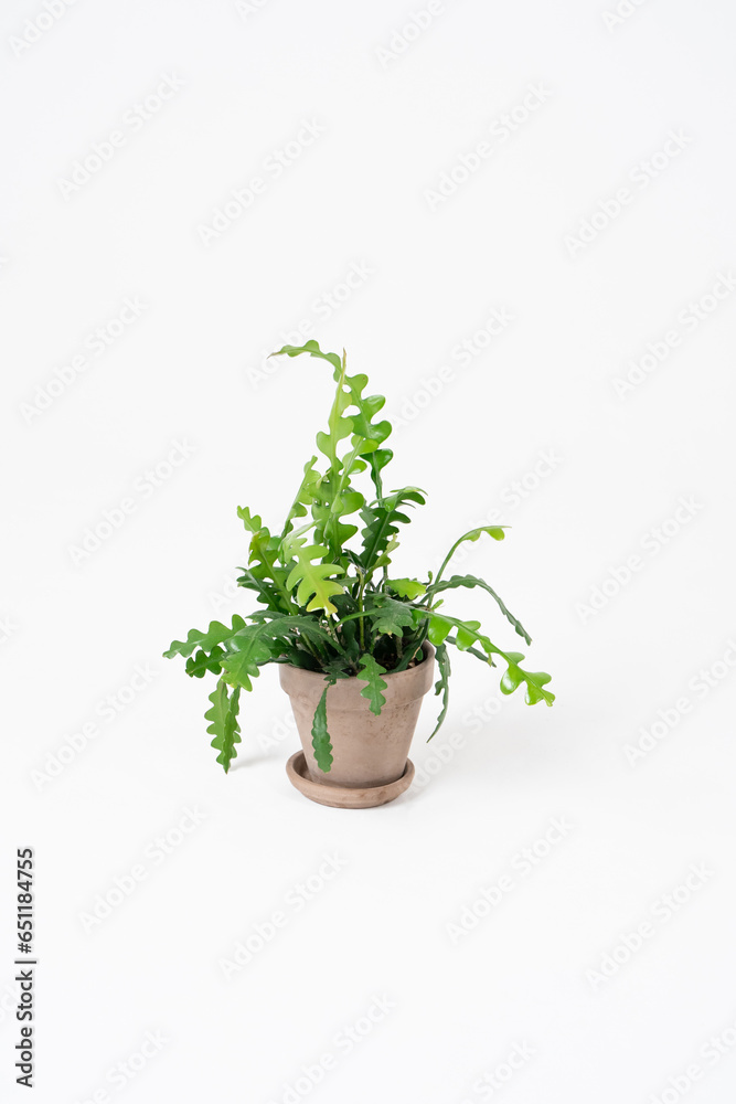 Nephrolepis fern in a gray pot on a white background