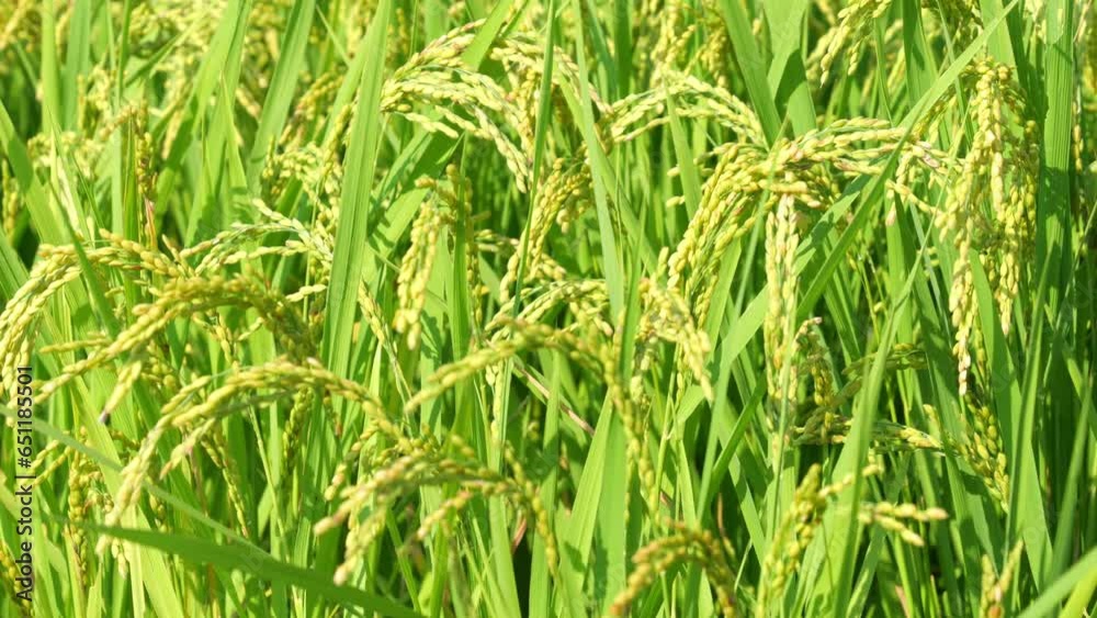 Bountiful ears of rice swaying in the wind, agriculture, rice fields Bountiful ears of rice swaying in the wind, agriculture, rice fields