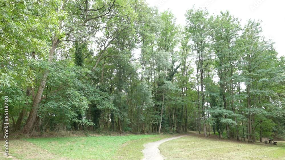 Vue de grands arbres dans un parc