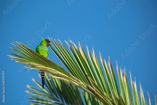 green parrot on a branch