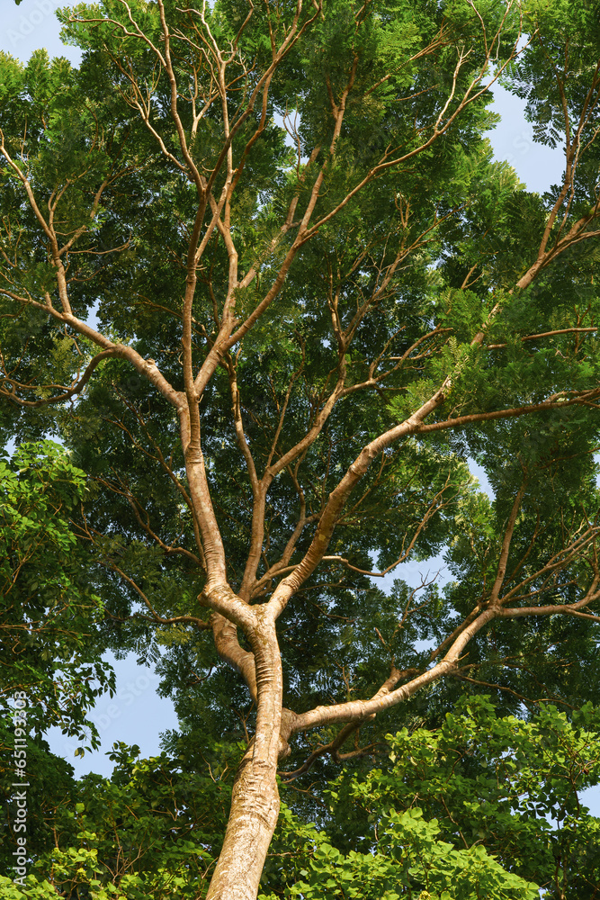 Gigantescas árvores da floresta amazônica brasileira Gigantescas árvores da floresta amazônica brasileira