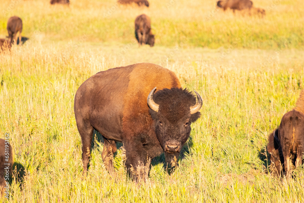 Bison in Grand Teton National Park USA Bison in Grand Teton National Park USA