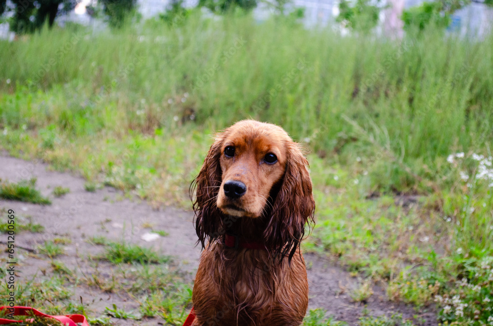 English cocker spaniel after a walk in the rain