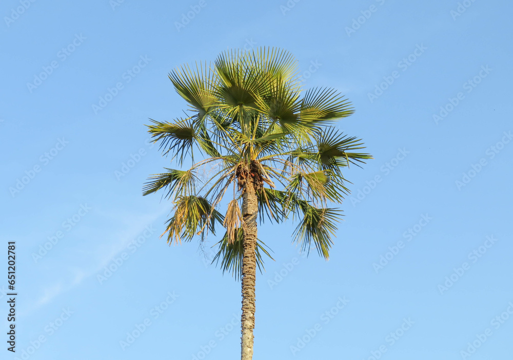 carnaúba, copernicia prunifera, planta do nordeste, árvore da caatinga, caatinga nordestina, nordestino,