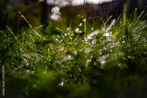 Natural colorful background of morning dew on the grass.Abstract macro image with bokeh effect.