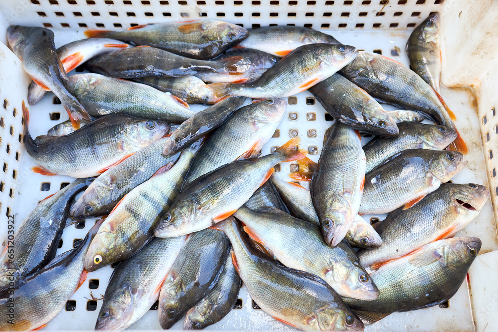 Bass, perch freshwater fish. Fresh alive fish in box. Restaurant organic food fishmarket concept. Bass, perch freshwater fish. Fresh alive fish in box. Restaurant organic food fishmarket concept.