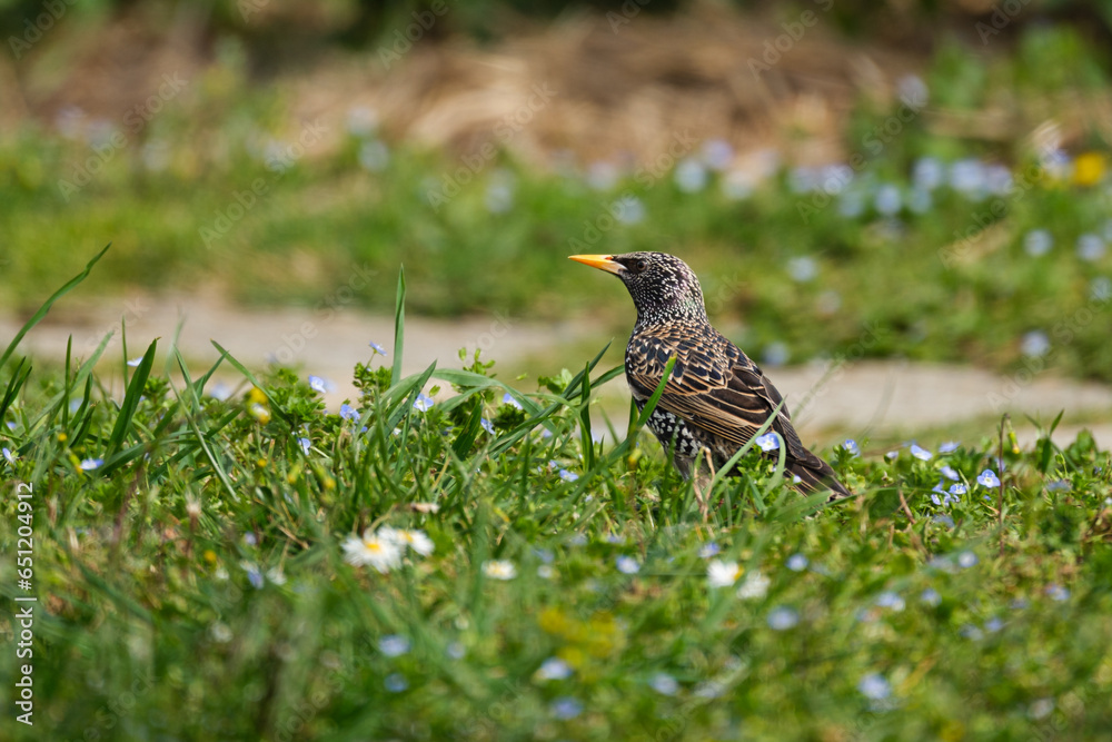 Common starling isolated in the grass with a creamy bokeh Common starling isolated in the grass with a creamy bokeh