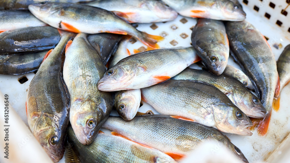 Bass, perch freshwater fish. Fresh alive fish in box. Restaurant organic food fishmarket concept 16x9 banner.