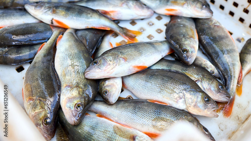 Φωτογραφία Bass, perch freshwater fish