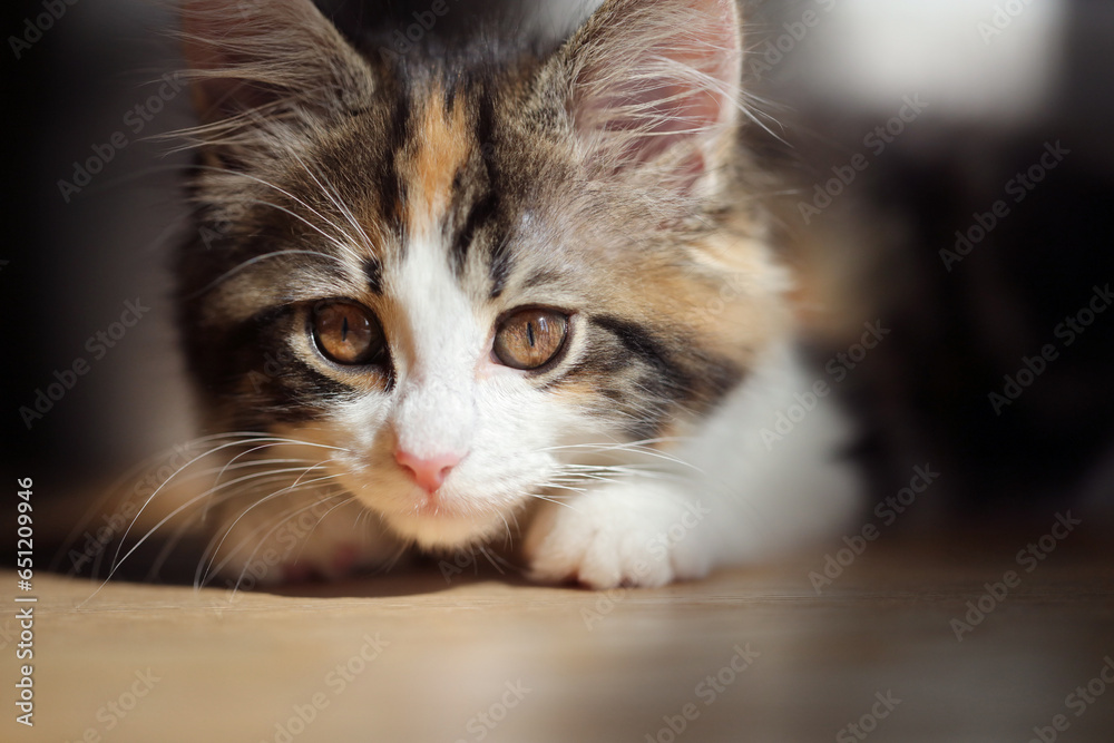 kitten with tortoiseshell long hair