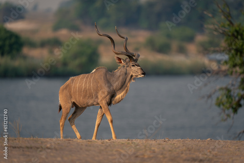 Male greater kudu walks along sandy riverbank photo