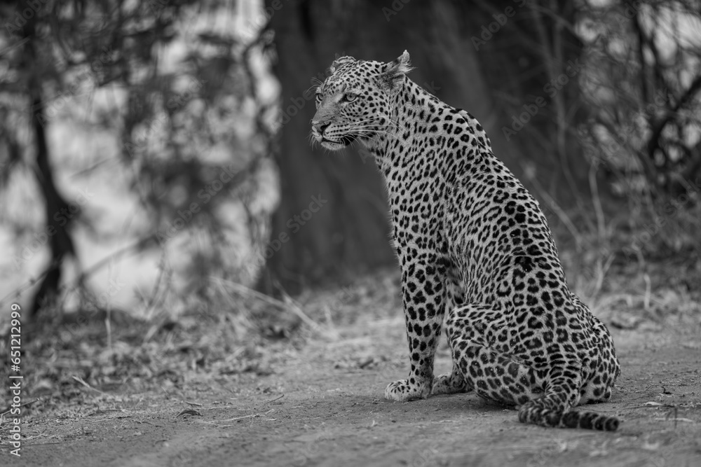 Fototapeta premium Mono leopard sits on ground near tree
