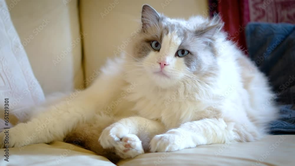 Beautiful close-up of Ragdoll breed cat lying on the sofa Beautiful close-up of Ragdoll breed cat lying on the sofa