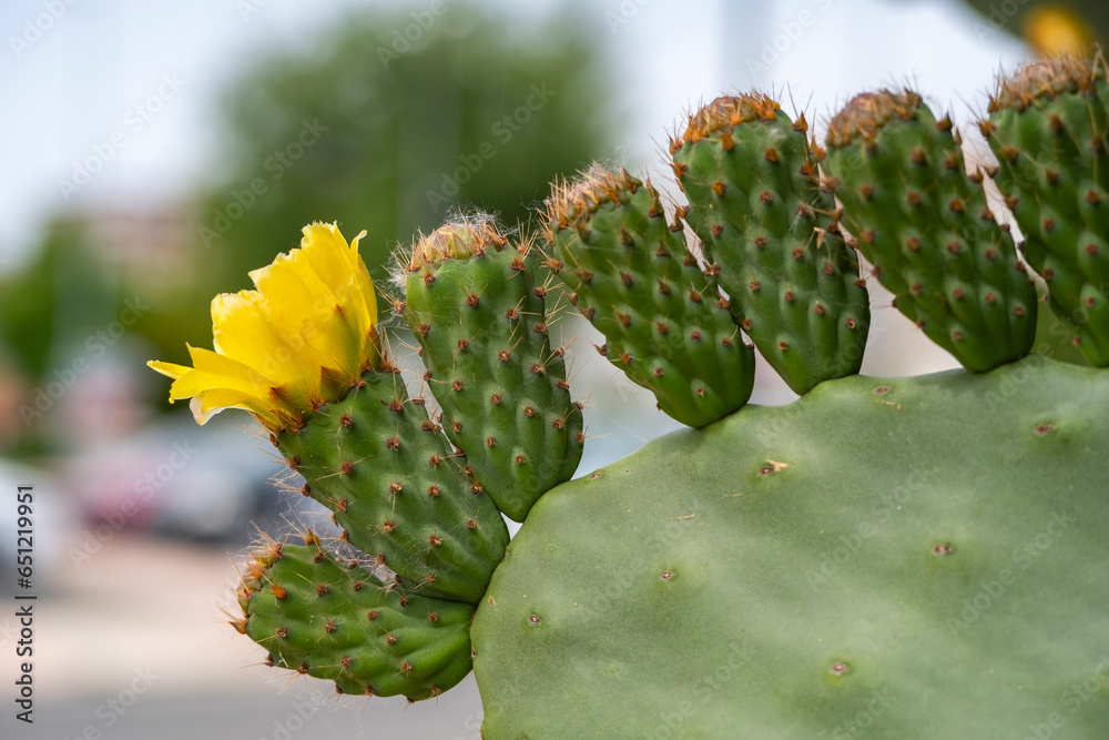 An alone cactus flower with young fruit, Indian fig. Isolated on natural balcground. Opuntia ficus indica.